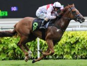 Golden Curl<br>Photo by Singapore Turf Club